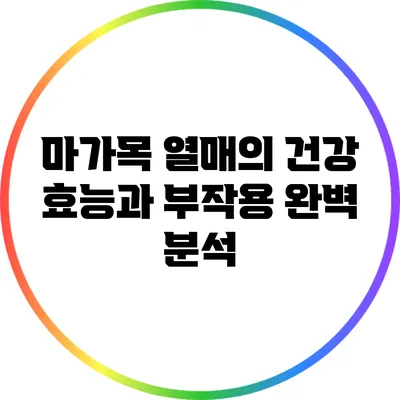 마가목 열매의 건강 효능과 부작용 완벽 분석